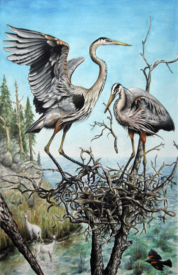 Great Blue Herons Nesting