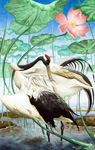 Red-crowned Cranes Triptych-Preening